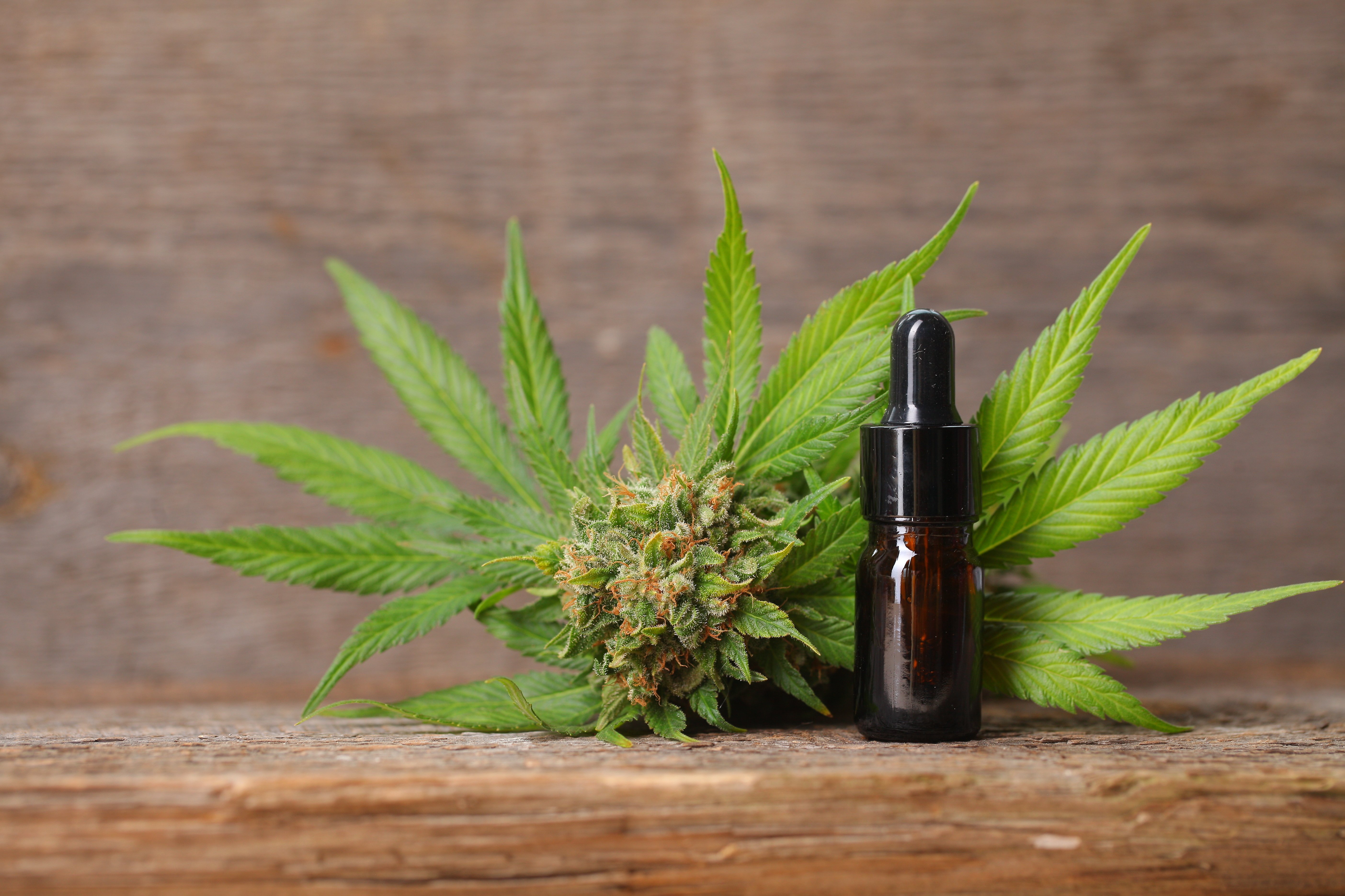 Terpenes in Cannabis